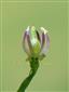  Pistil and Stamens
